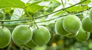 Loại quả kỳ lạ ở Việt Nam ngọt gấp 300 lần đường mía, hỗ trợ điều trị tiểu đường và ngăn ngừa ung thư