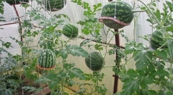 2 cách trồng dưa hấu tại nhà đơn giản và nhiều quả