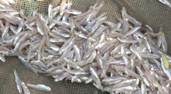 6 loại cá tự nhiên cực bổ, đi chợ thấy là mua ngay kẻo tiếc