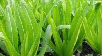 Loại rau giàu canxi vượt trội hơn cả sữa, ăn sống hay chín đều tốt cho sức khỏe