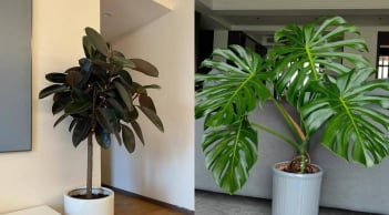 3 loại cây giúp 'trấn trạch' cho ngôi nhà: Chỉ cần 1 chậu tài lộc kéo đến rần rần, gia chủ bình an