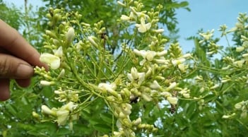 Hoa hòe: vị thuốc dân dã giúp chữa cao huyết áp, phòng ngừa tai biến rất tốt