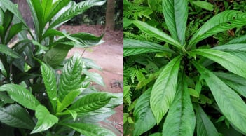 Từ bờ rào làng quê đến 'gia vị vàng': Xương sông – loại rau dân dã nay có giá 70.000 đồng/kg