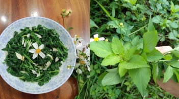 Từ cỏ dại ven đường đến đặc sản được săn lùng: Rau xuyến chi “lên ngôi” giữa thời sống xanh