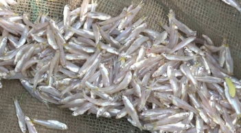 Đi chợ gặp 6 loại cá này mua ngay kẻo hết: Cá tự nhiên giá bình dân, bổ dưỡng như nhân sâm tổ yến