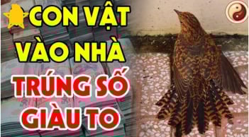 4 con vật Đệ Tử Thần Tài đi tới nhà nào, nhà đó Trúng Số Đổi Vận Giàu To: Đó là con vật gì?