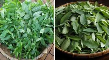 Rau ngót mát bổ nhưng 5 nhóm người này không nên ăn, tránh rước thêm bệnh