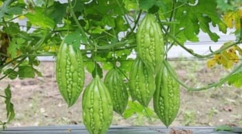 2 loại rau “thần dược” giúp người Nhật sống thọ, rẻ bèo chỉ 5.000 đồng bán đầy chợ Việt