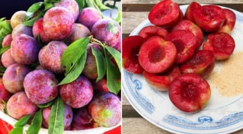 Ăn mận nhớ làm 4 điều này để không bị nóng trong, nổi mụn