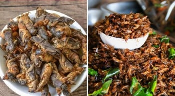 Loài vật 'chó đất' xưa bị vứt bỏ, nay là đặc sản gần 1 triệu/kg: Ở quê có đầy mà ít ai biết
