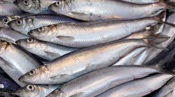 Loại cá 'béo' giúp giảm mỡ máu, chợ Việt Nam bán đầy – Gặp là nên mua ngay!