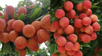 Mùa quả vải chín, giàu dinh dưỡng nhưng 7 nhóm người nên hạn chế ăn vải