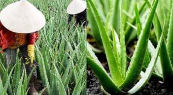Nghề lạ ở Việt Nam: Trồng cây nha đam – “lộc trời” từ cây dại thành đặc sản giải nhiệt mùa hè