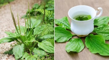 Loại lá đem đun nước uống giúp thải độc, mát gan
