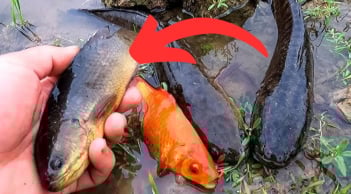 5 loại cá 'ngậm' đầy thủy ngân, chợ bán rẻ cũng đừng dại mua về