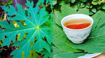 Uống nước lá đu đủ trị bệnh gì?