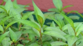 6 loại rau thơm quen thuộc hàng ngày này, có các thành phần chữa bệnh rất tốt mà không phải ai cũng biết
