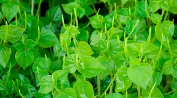 Loại rau mọc dại mang tên động vật, giàu canxi và cực kỳ bổ dưỡng