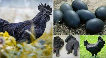 Anh nông dân Việt nuôi giống gà đen như than, trứng bán giá 1 triệu/quả vẫn liên tục cháy hàng