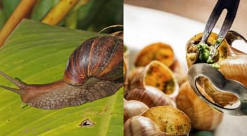 Ốc sên hoa – Đặc sản từng bị nhiều người sợ “khiếp vía”, giờ gây sốt với giá chỉ 120.000 đồng/kg