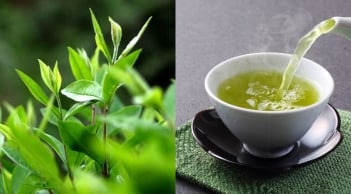 1 loại lá trồng đầy vườn quê được ví như 'nhân sâm người nghèo' là 'kè thù' của ung thư