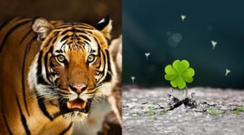 3 con giáp phá bế tắc: Tháng 7 tài vận tụ lại, tháng 8 lương thưởng tang, tháng 9 đỉnh cao viên mãn