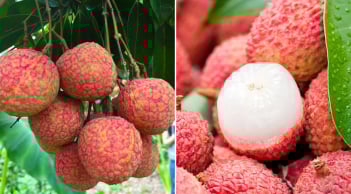 3 thực phẩm kỵ với vải, ăn chung là rước thêm bệnh vào thân