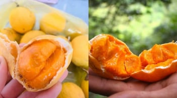 Quả gùi – “viên ngọc thô” từ rừng sâu An Giang bỗng trở thành đặc sản gây sốt phố thị