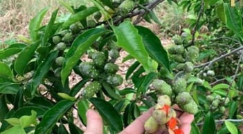 Loại gia vị 'vàng ròng' ở Việt Nam, từng có giá 600.000 đồng/kg, nhà nào cũng nên có