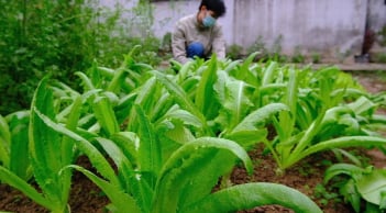 1 Nắm rau này bằng 3 tô canh xương, nấu lên thơm lừng cả bếp