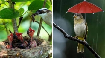 Tổ chim thường hướng lên trời khi mưa bão thì sẽ ra sao? Hóa ra chúng rất thông minh đã tính rất kỹ lưỡng