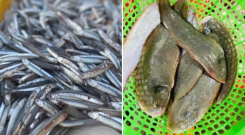 5 loại cá tự nhiên thịt ngon, giá rẻ, không thể nuôi nhân tạo, đi chợ gặp được phải mua ngay