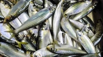 7 loại cá nên mua ngay khi đi chợ: Giá rẻ, bổ hơn cả nhân sâm, ăn hoài không béo!