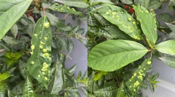 Lý do lá sung nhiều nổi nốt sần: Loại lá này có ăn được không?