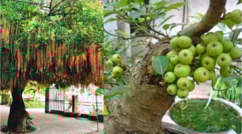 Thần Tài Mê Mệt 4 loại cây này: Trồng trong nhà nào nhà đó giàu có, ai không biết quá đáng tiếc