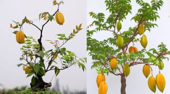 Vì sao người xưa trồng cây khế như biểu tượng Phúc Lộc Sung Túc và May Mắn?
