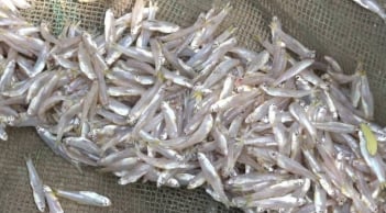 6 loại cá tự nhiên giá rẻ bổ dưỡng như nhân sâm, tổ yến: Gặp là mua ngay kẻo hết