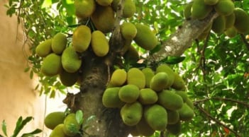 Cảnh báo: Đừng chặt 4 loại cây này trong vườn kẻo 'mất lộc, tán tài'