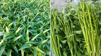 Chuyên gia cảnh báo: Ăn sống những loại rau này rất dễ nhiễm sán