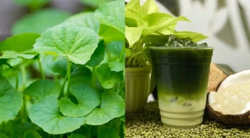 Rau má – rau dại mộc mạc mà “quý như vàng” giúp thanh nhiệt, dưỡng gan, giải nhiệt ngày hè