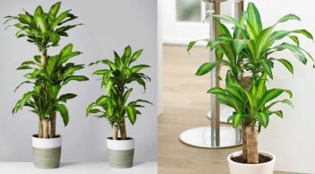 Trồng cây Thiết Mộc Lan thu hút tài lộc nhưng rất kỵ với người này, cẩn trọng để không rước xui xẻo