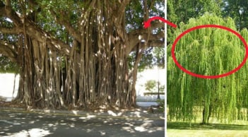 4 loại cây trồng trước nhà Chặn Đứng Tài Lộc: Trồng sau nhà Trấn Giữ Của Cải, nhớ cho kỹ
