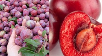 Ăn Mận đừng vứt Hạt, hóa ra chúng là vị thuốc quý