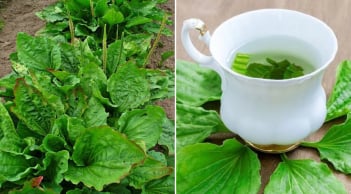 Cây mã đề mọc hoang khắp nơi lại là vị thuốc quý: Có 7 bài thuốc từ cây mã đề, ai cũng nên biết
