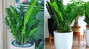Loại nước tốt nhất cho cây kim tiền, mỗi tuần tưới 1 lần, chồi non mọc lên tua tủa