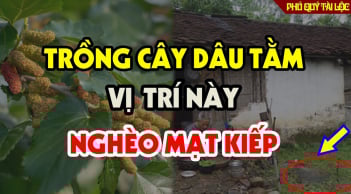 Cây âm mọc trước cửa, cây càng xanh tốt người càng khánh kiệt, là cây gì?