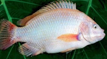 Gặp 6 loại cá này ở chợ mua ngay kẻo lỡ: Cá đồng tự nhiên, giá rẻ mà bổ như nhân sâm, tổ yến