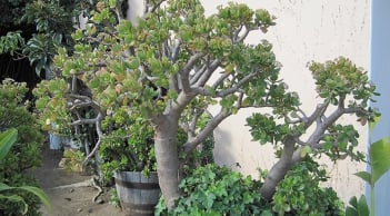 Nhiều gia đình giàu có rất thích trồng 1 cây cảnh này trong nhà để làm 'vật gia bảo', trấn ải trong phòng khách
