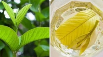Uống nước lá ổi chữa tiểu đường mỗi ngày có hiệu quả không? Bác sĩ Bạch Mai cảnh báo sai lầm
