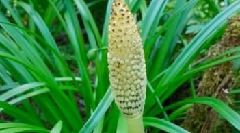 Cây dại giá 280.000/kg, từng bị coi là cỏ hoang nay thành 'nhân sâm làng quê'